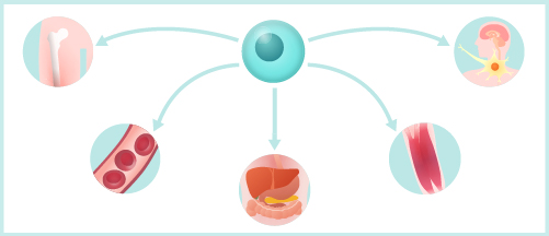 iPS細胞の分化誘導概念図